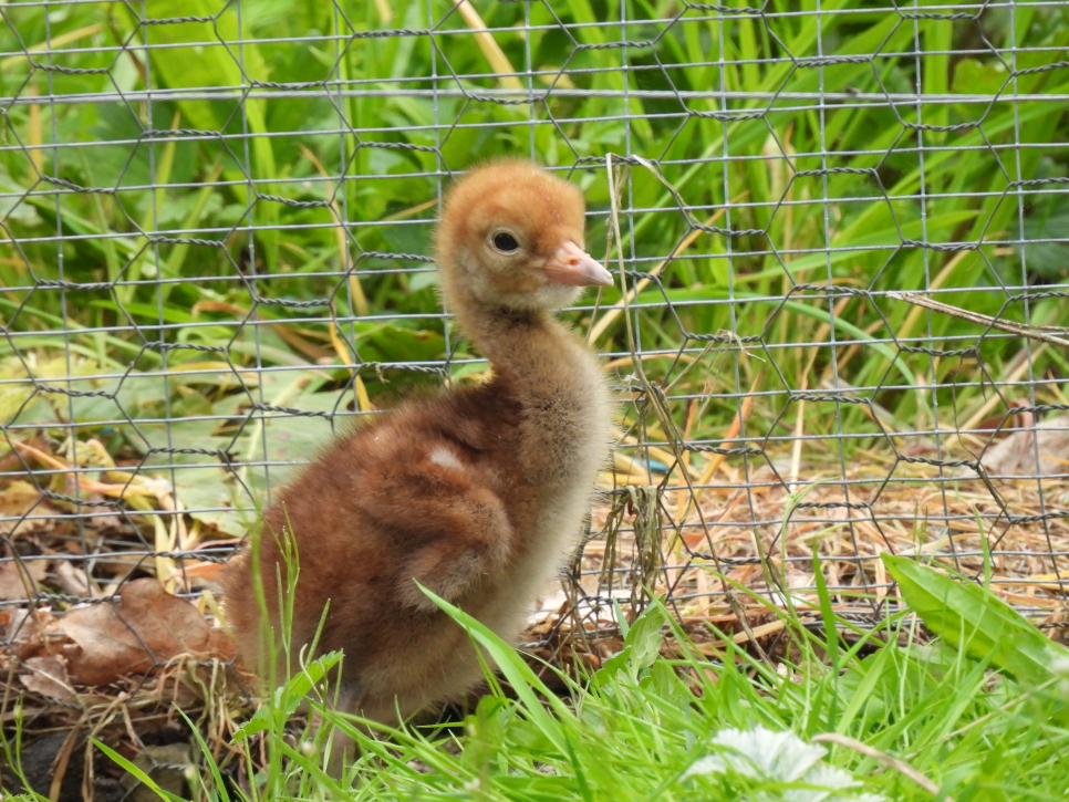 Breeding first - common crane chick hatches at WWT Washington